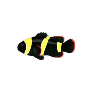 Bumble Clownfish